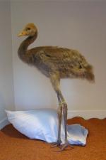 Black Green Black (yellow green) - 2nd July 2014 Black Green Black (yellow green) - 2nd July 2014